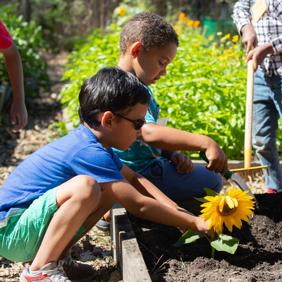 Two early learners dig in a raised garden bed.