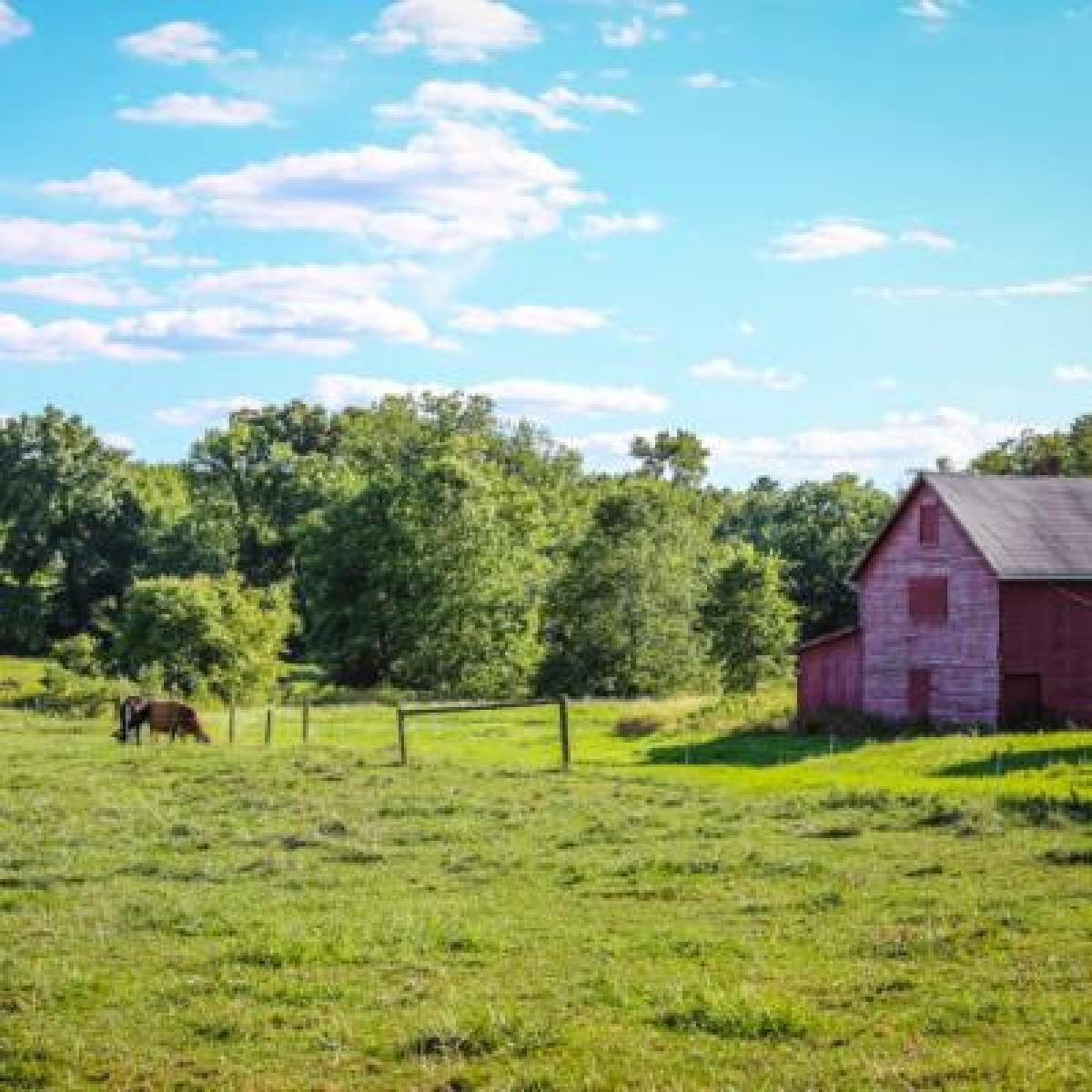 cows in pasture next to red barn