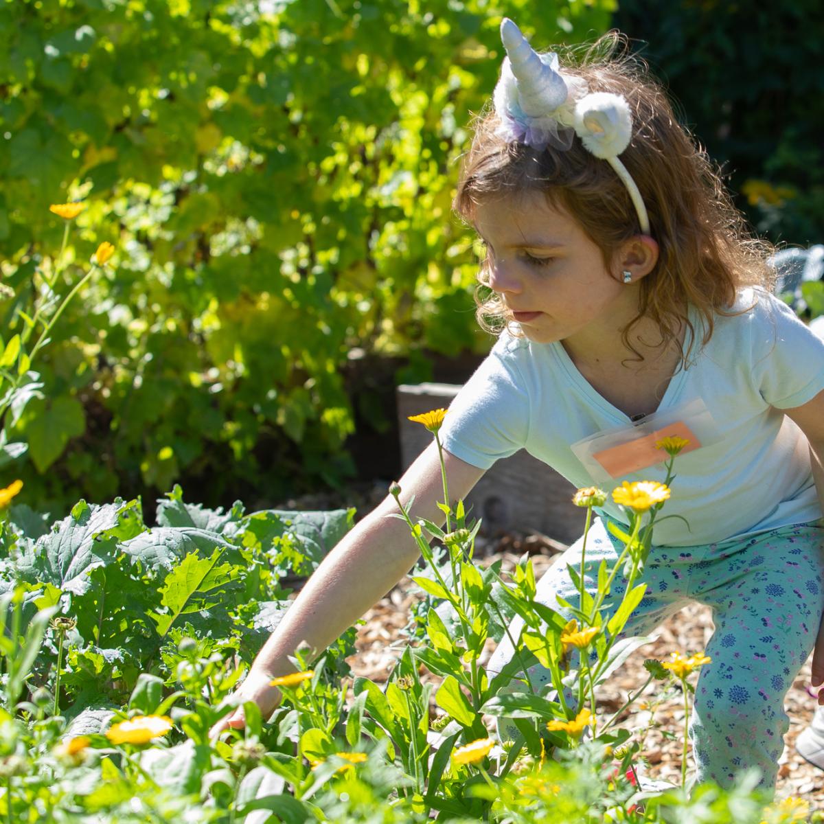 Young student looking at garden beds. Young student looking at garden beds.