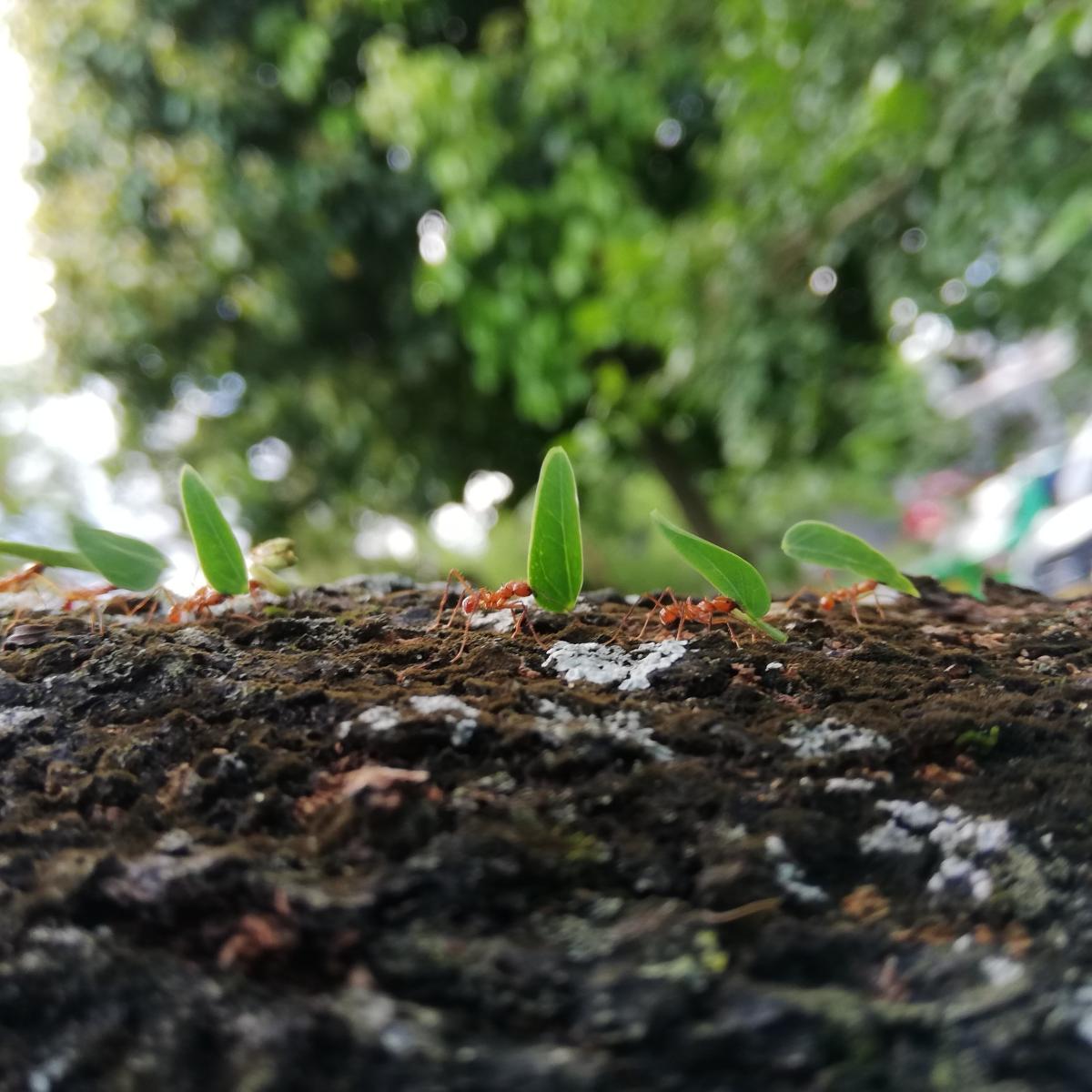 Ant working together carry leaves.