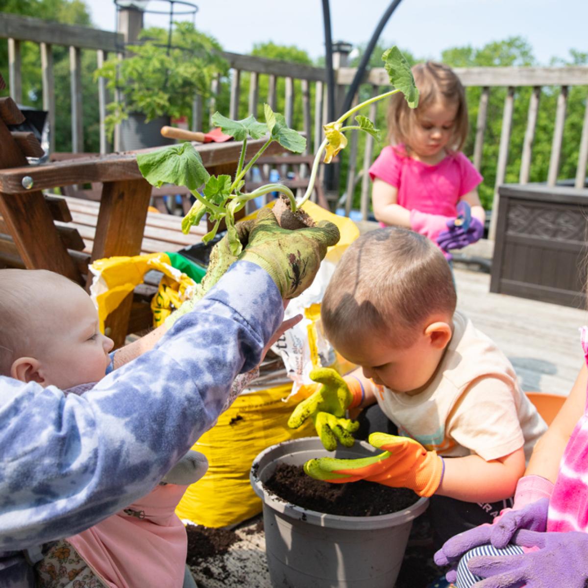 A woman plants a squash plant with a group of young children