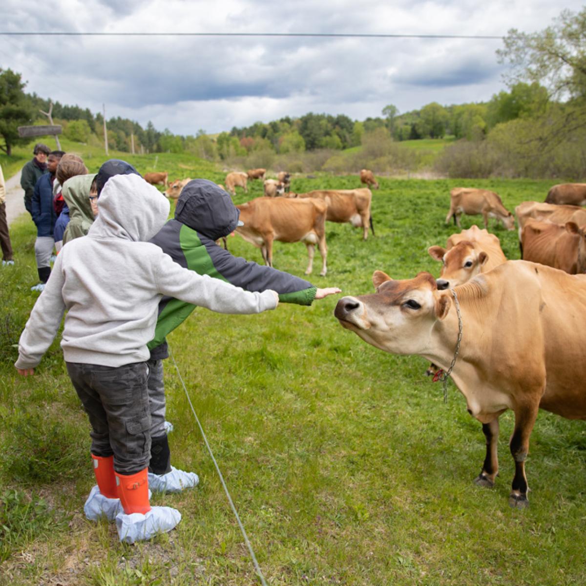 Students reach out to touch a cow in pasture. Students reach out to touch a cow in pasture.