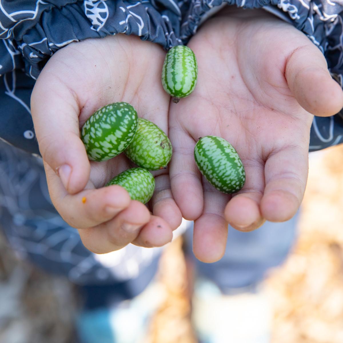 Person holding several small, green patterned melothria (also known as Mexican sour gherkins) in their open hands. Person holding several small, green patterned melothria (also known as Mexican sour gherkins) in their open hands.