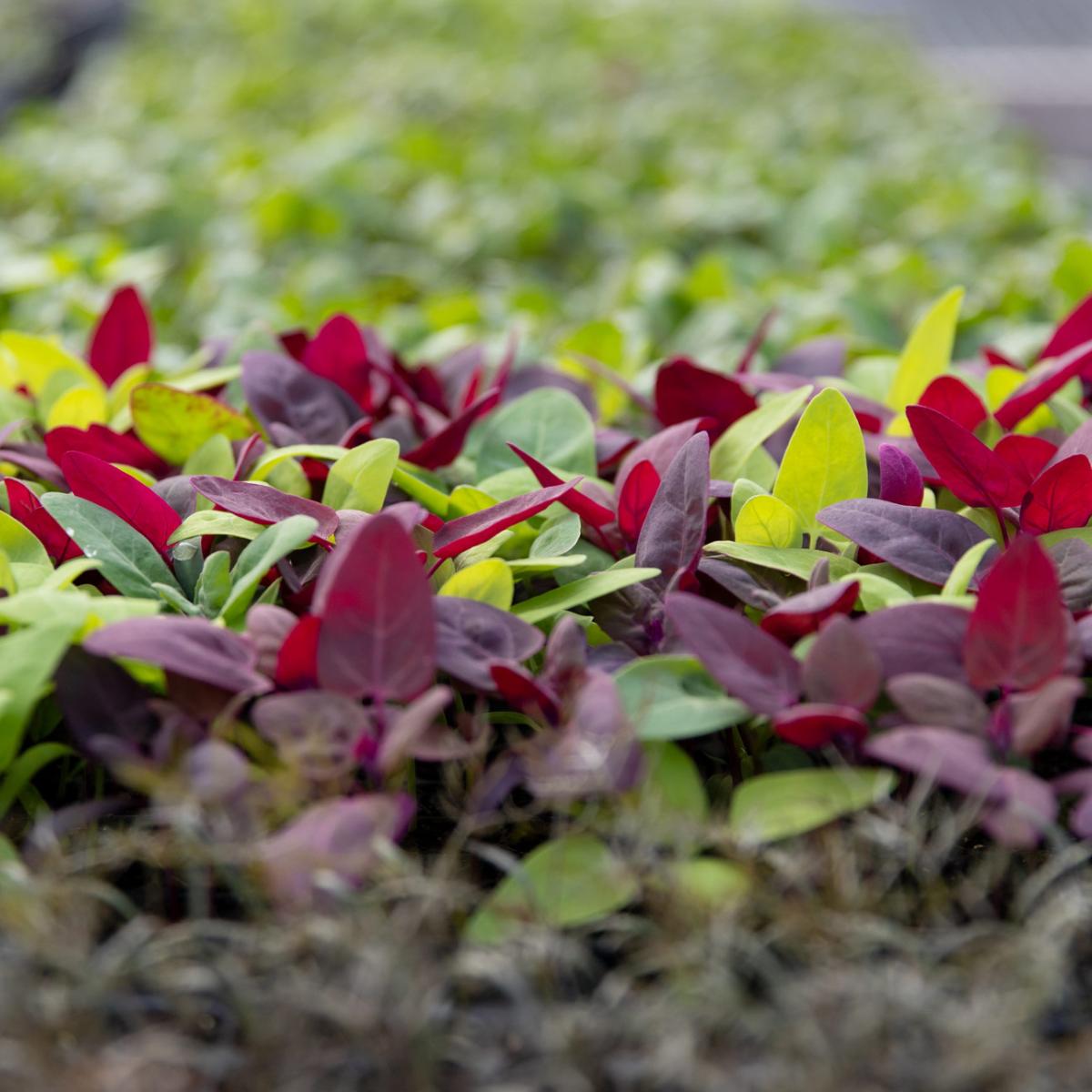 brightly colored lettuce grows in a field brightly colored lettuce grows in a field
