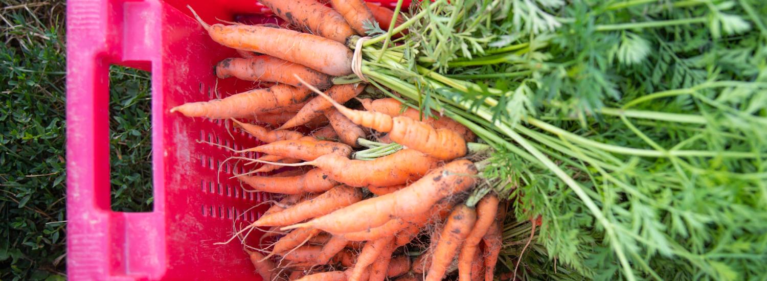 carrots