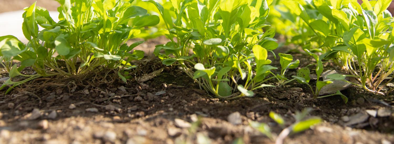 Greens growing in a farm field.