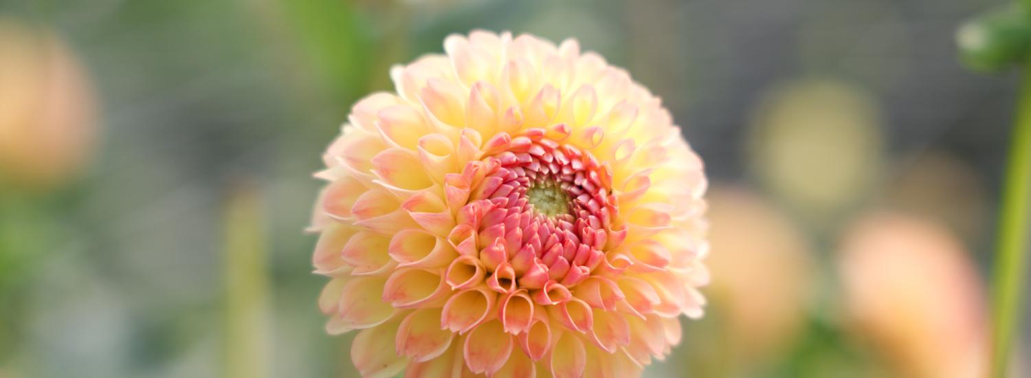 a peach dahlia blooms in a greenhouse