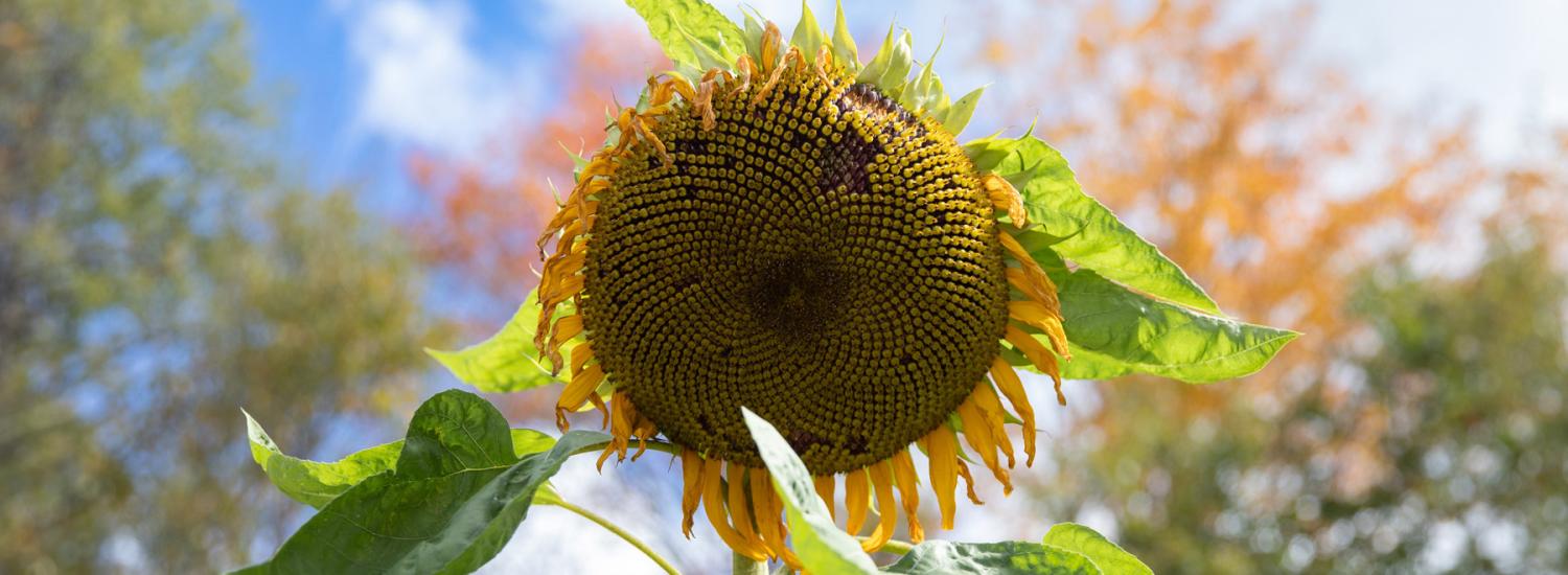 a sunflower against a blue sky